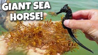 Catching GIANT SEAHORSE Under FLOATING DEBRIS