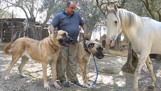 50 YILLIK KÖPEKÇİNİN KÖY HAYATINI YAŞADIĞI CENNET MİSALİ ÇİFTLİĞİ VE ÇOBAN KÖPEKLERİ VE GÜVERCİNLERİ