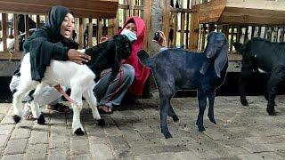 Goat etawa Meeting and fight priyankacopra World Water Day