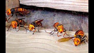 Catching giant hornets with a sticky sheet but a smart hornet avoided the trap with subtitles