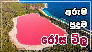 අරුම පුදුම රෝස විල Hillier Pink Lake