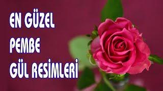 En Güzel Pembe Gül Resimleri 4K Full Hd - Gül Resmi İndir