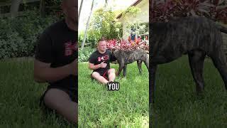 Top 3 Reasons You SHOULD Get a Presa Canario