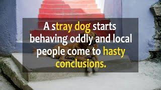 A Stray dog starts behaving oddly and local people come to hasty conclusions.