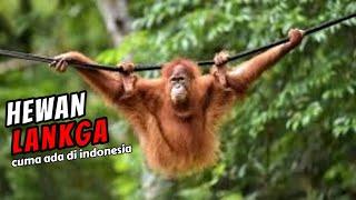 5 Hewan langka yang hanya ada di indonesia
