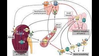 How to maintain the ratio of calcium to phosphorous in your body