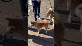 When you invest in SHIBA INU and see two