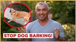 How to Stop Dog Barking  Cesar 911