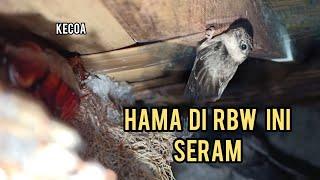 BERBURU BERMACAM HAMA DI RUMAH BURUNG WALET