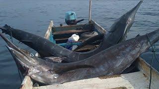 PERJUANGAN MENAKLUKAN MONSTER MARLIN DI TENGAH BADAI .blue marlinikan marlin ratusan kilo