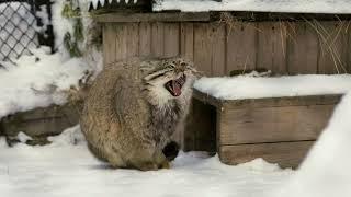 If a Pallass cat puts his paws on his tail its freezing outside landscape version