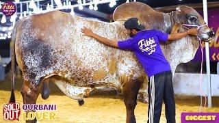 Pakistan Biggest The king Of Brahman Bull 2023  fibbi Cattle Farm  Cow Mandi. pk