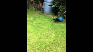 BEAGLE PUPPY PLAYING