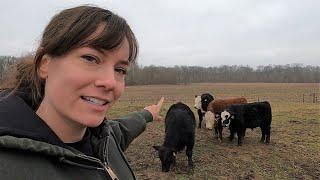 Small Scale Cattle Farm Tour  Raising Beef on ONE Acre