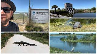 Gators In The Wild A Sunday Drive On The Lake Apopka Wildlife Drive  Apopka FL