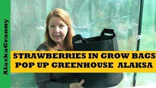 Strawberries in Grow Bags - Portable Pop Up Greenhouse Alaska