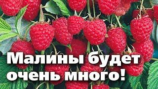 ОБРЕЗАЙТЕ МАЛИНУ ТОЛЬКО ТАК КРУПНЫЙ УРОЖАЙ ГАРАНТИРОВАН