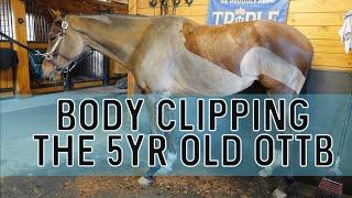 TRYING A NEW CLIP Modern Chaser • Body Clipping the 5yr old OTTB… spoiler alert he’s perfect 