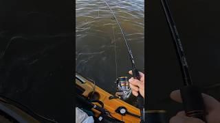 Close Call Fish Wrapped Me Around a Piling