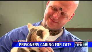 Inmates caring for cats in rehab program at Pendleton prison