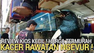 KIOS BURUNG  YANG LAGI NAIK DAUN KARENA MURAH REKOMENDASI KACER CIBLEK SOGON BOWO MURAI JELAMBAR