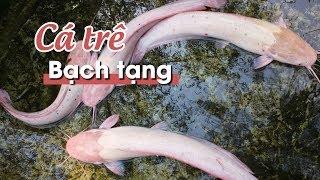 Đàn cá trê bạch tạng đẹp mắt của lão nông Cần Thơ