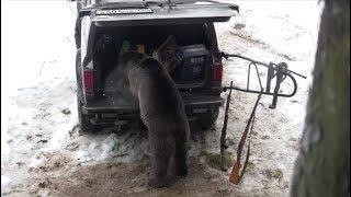 Медведь украл ящик водки