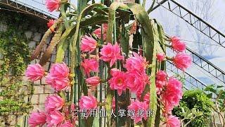 令箭荷花不开花？现在浇水用点“料”，轻松开花“上百朵”