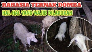 TERNAK DOMBA  REVIEW DOMBA DIMALAM HARI TERNYATA ADA YANG MENGEJUTKAN.