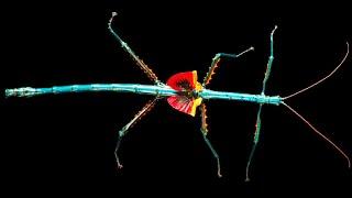 Worlds Most Beautiful Stick Insect