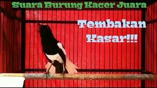 Masteran Burung Kacer Juara