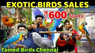 Exotic Pet Shop  Birds For Sales  Nanga Romba Busy
