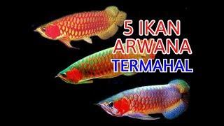 5 jenis ikan arwana termahal