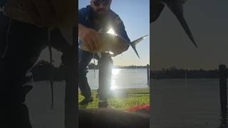 The trevs were on that day #fishing #shorts #reels #good #life #youtube #fight