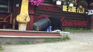 Black bear bluff charges a tourist at Miette Hot Springs by Jasper