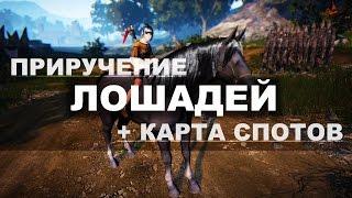 Black Desert - Приручение лошадей + карта спотов