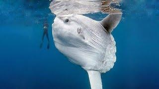 The Largest Fish Ever Found By Divers