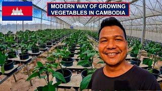  New Generation of Growing Vegetables in Cambodia