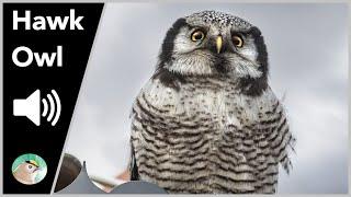 Hawk Owl - Sounds