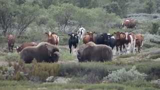 Musk ox VS Cow 2