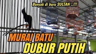 Kalau tau Kelebihanny MURAI BATU DUBUR PUTIH pasti di serbu para SULTAN‼️