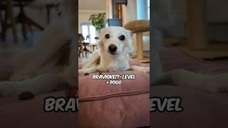 Überraschende Fakten Hundehandbuch Teil 2 #hund #vlog #comedy #tutorial