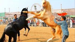 SADANAND SALVI with Colt GOLDY at Chetak Festival Sarangkheda