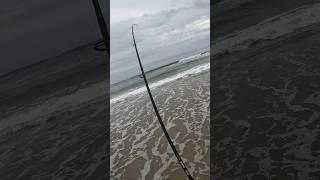 These Fish Have Invaded the NJ Surf