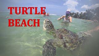 Шри-Ланка Черепахи морские на пляже Turtle beach. Купание с морскими черепахами. Sri Lanka.
