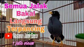 Suara Khas Jalak Kebo Untuk Pancingan Jalak Kebo Muda Dijamin Pasti Cepat Nyaut