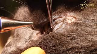 Feline Entropion Repair with a CO2 Laser