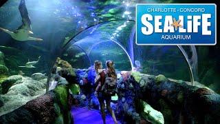 Sea Life Aquarium Charlotte Concord Tour & Review with The Legend