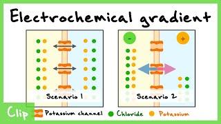 Nernst Equation And The Electrochemical Gradient Explained  Clip