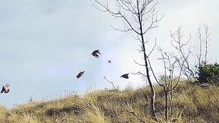 Κυνήγι ορεινής πέρδικας με shotkam No.1 Hunting rock partridge with a shotkam 2021